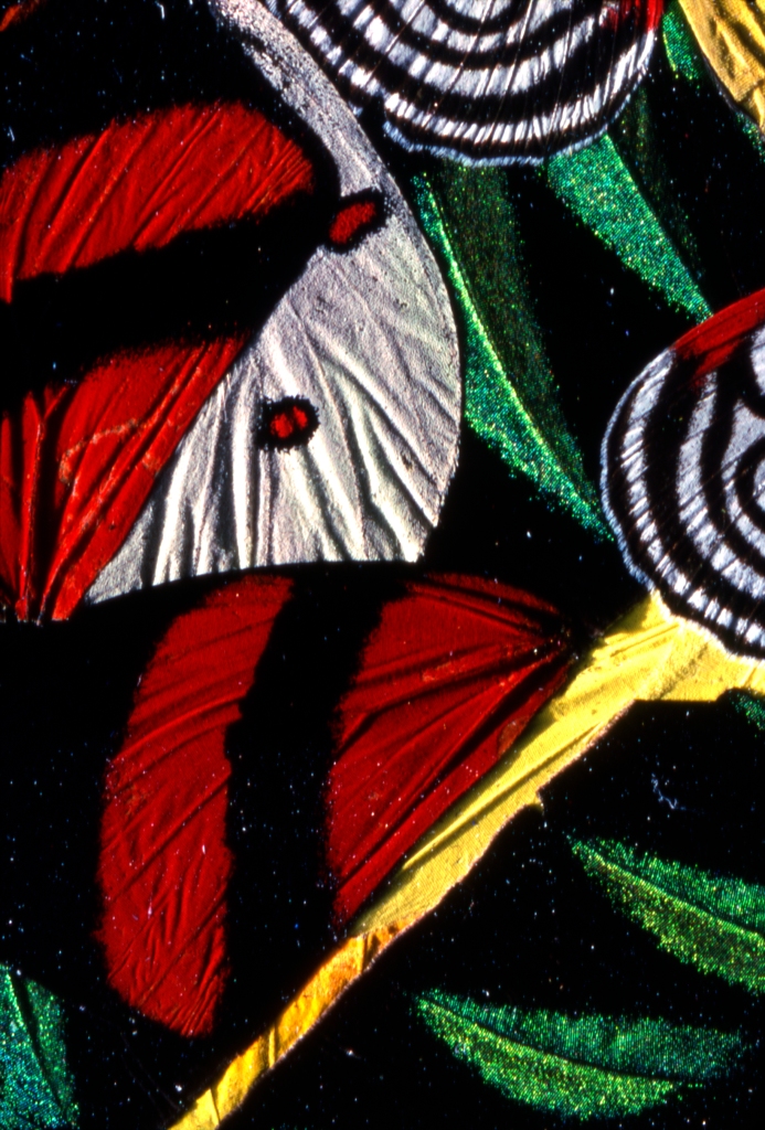 Overlapping butterfly wings, with vivid primary colors.